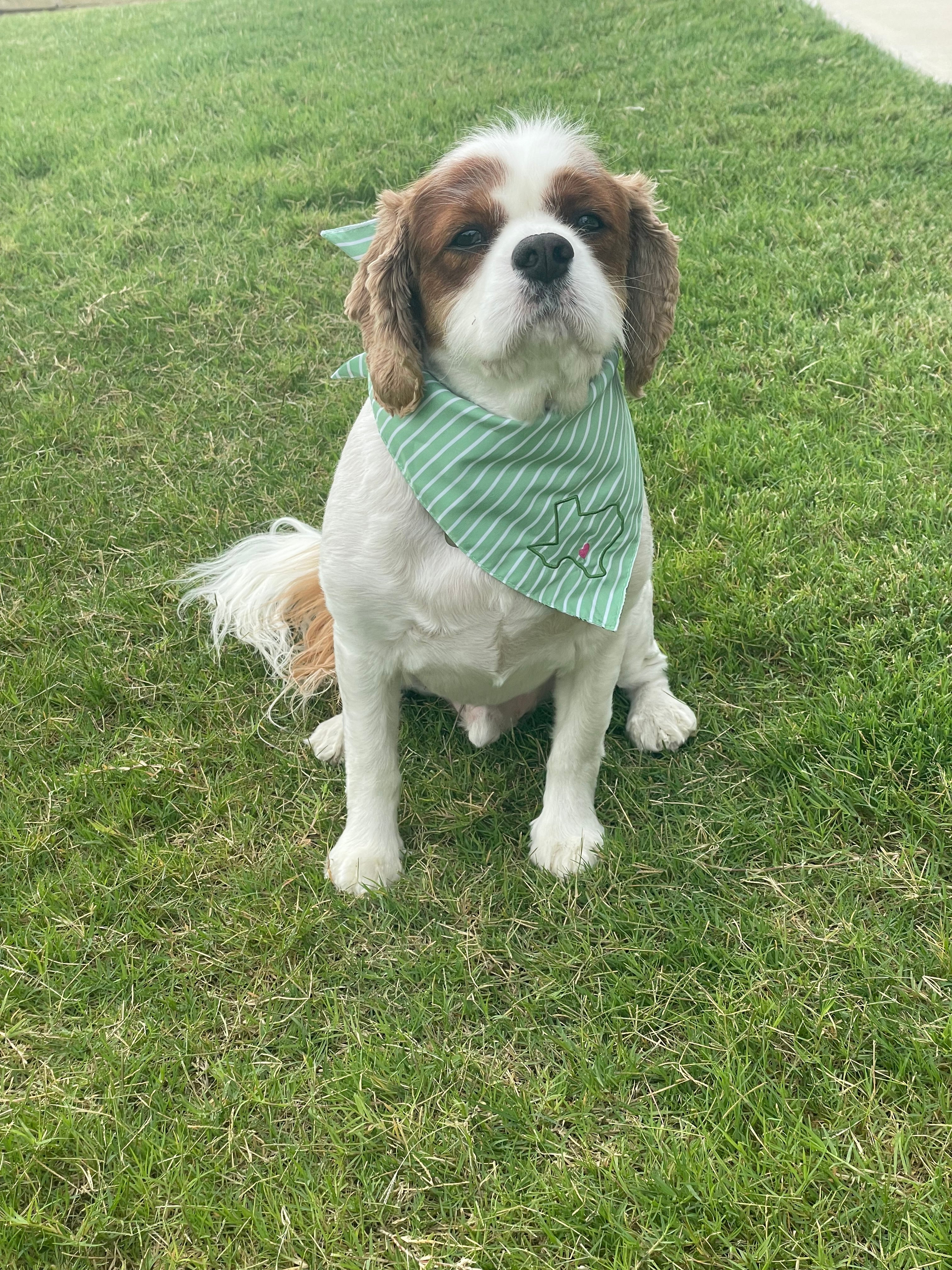 Dog Bandanas for Lulu