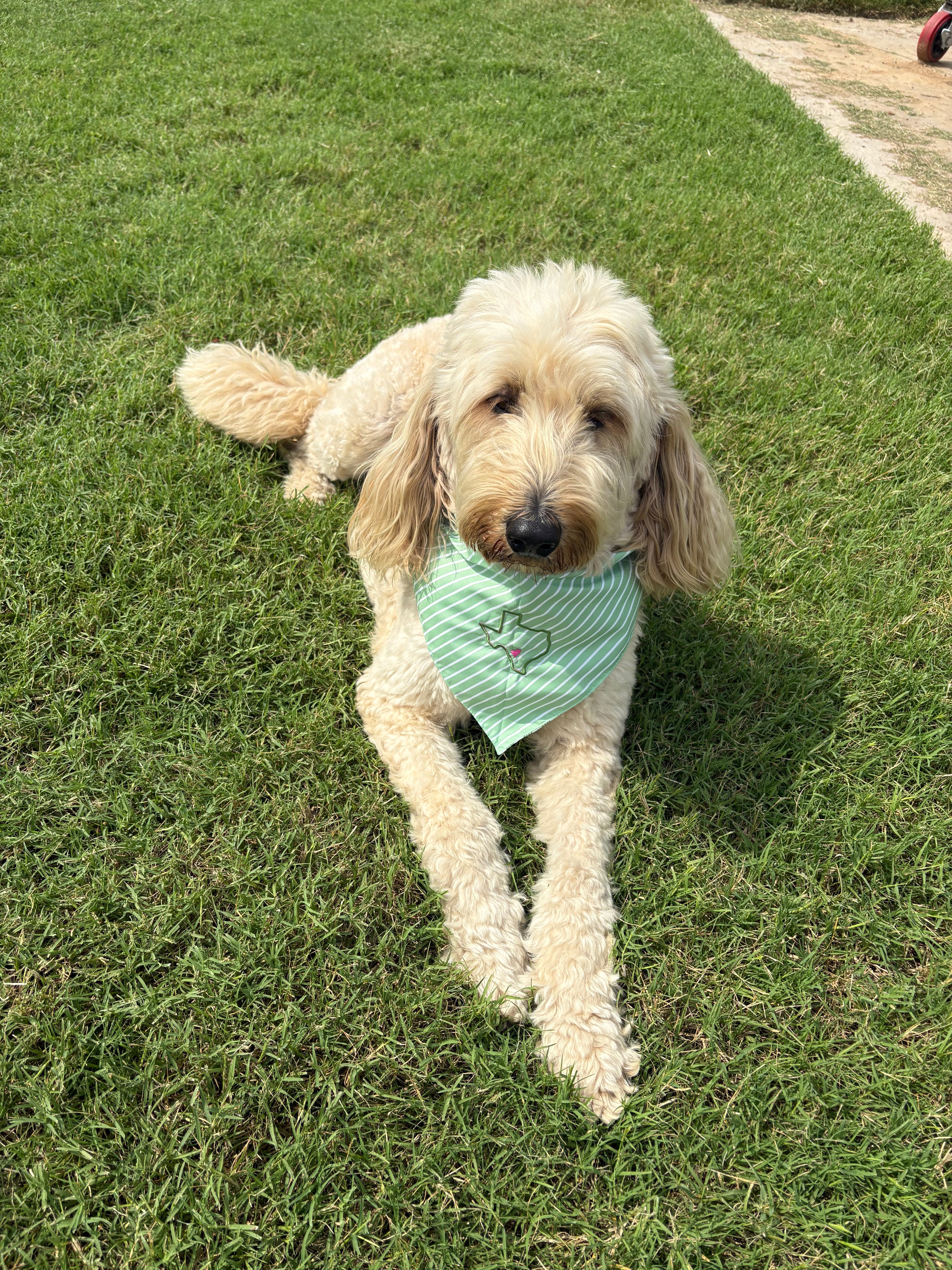 Dog Bandanas for Lulu